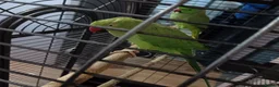Ringnecks birds for sale: Pair of Indian ringnecks  - Advert 5