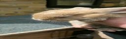 Continental Giant rabbits for sale: gorgeous continental giantxFrench lop READY TO GO - Advert 19