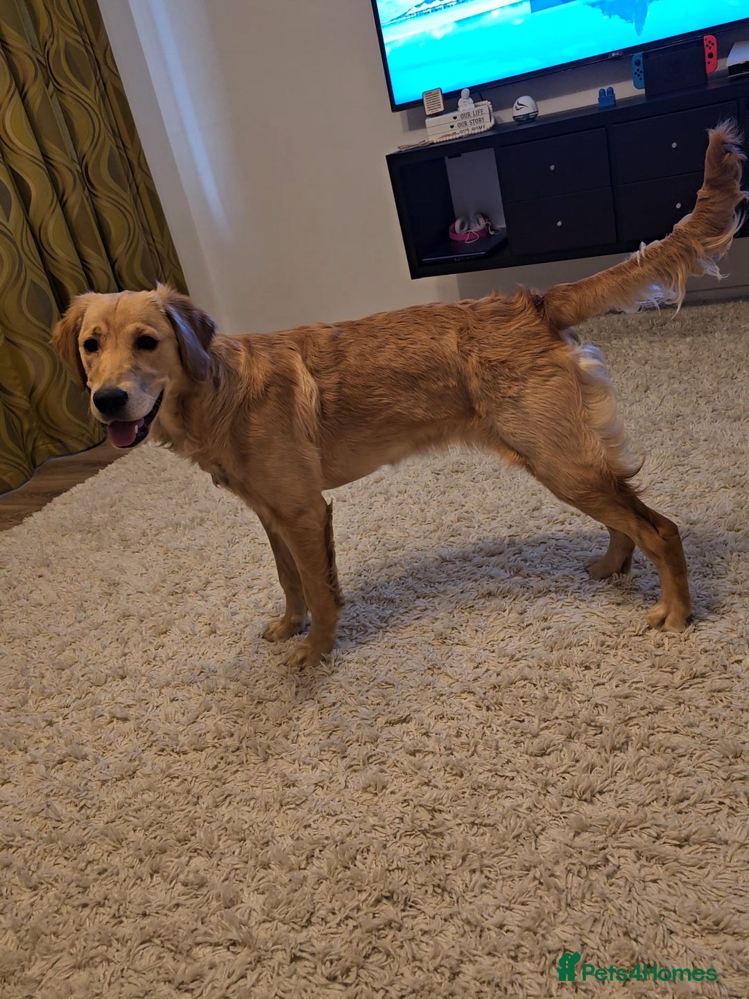 Mixed Breed dogs for sale: Golden Shepherd pup - Advert 10