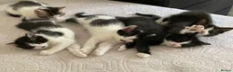 Domestic Shorthair cats for sale: 4 Beautiful Kittens Ready for their Forever Homes - Advert 38