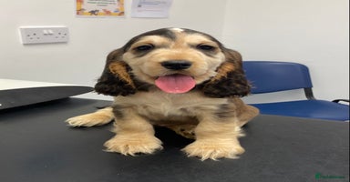 Cocker Spaniel dogs - Advert 5
