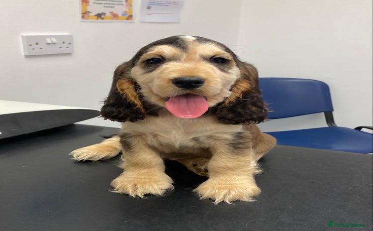 Cocker Spaniel dogs - Advert 1