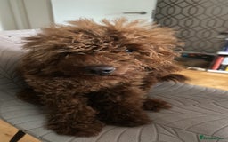 Cavapoo dogs for sale: Rehoming our cavapoo - Image 2