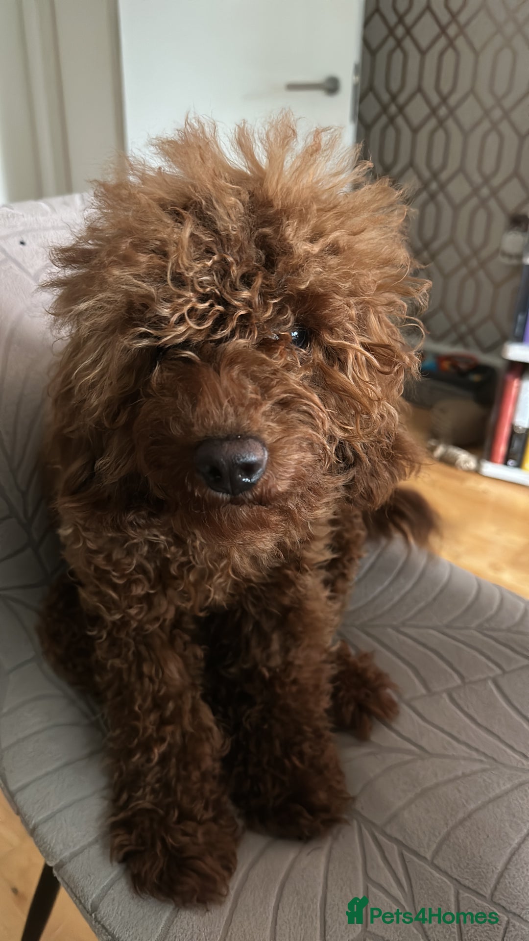 Cavapoo dogs for sale: Rehoming our cavapoo - Image 2