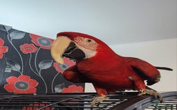 Budgerigars birds for sale: Tame green wing macaw  - Image 1