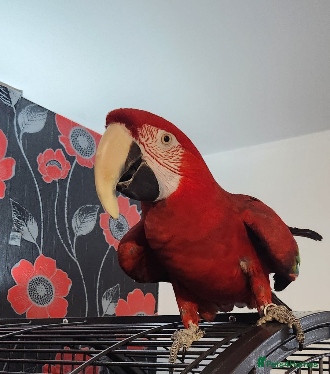 Budgerigars birds for sale: Tame green wing macaw  - Image 1