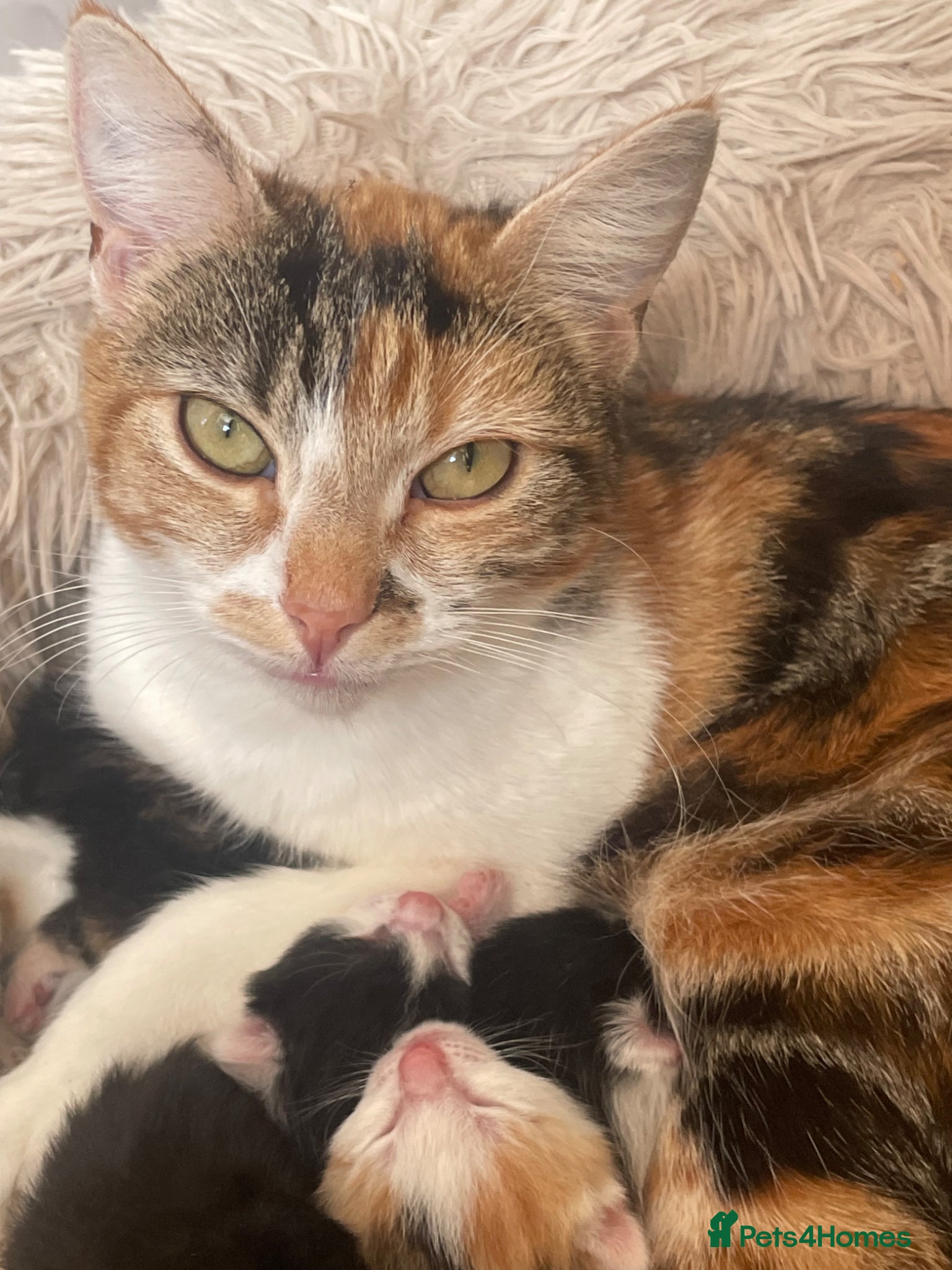 Mixed Breed cats 5 kittens for sale, mixed breed, mixed colours - Advert 6