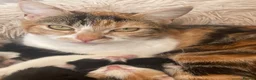 Mixed Breed cats for sale: 5 kittens for sale, mixed breed, mixed colours in Hengoed - Advert 1
