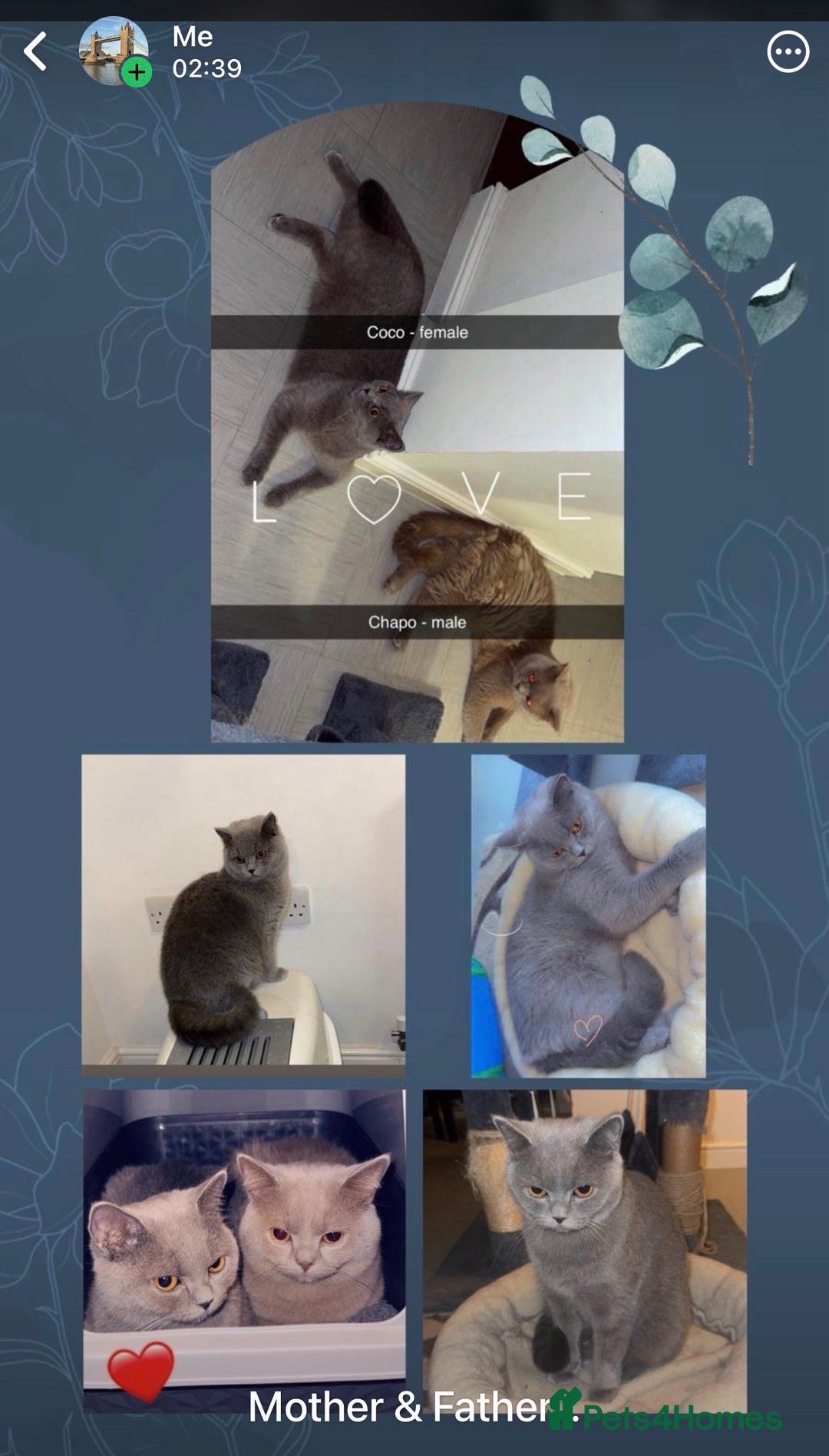 British Shorthair cats for sale: British short hair Cats - Advert 3