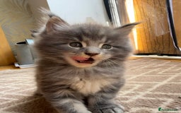 Maine Coon cats for sale: Maine Coon Kittens for sale - Image 25