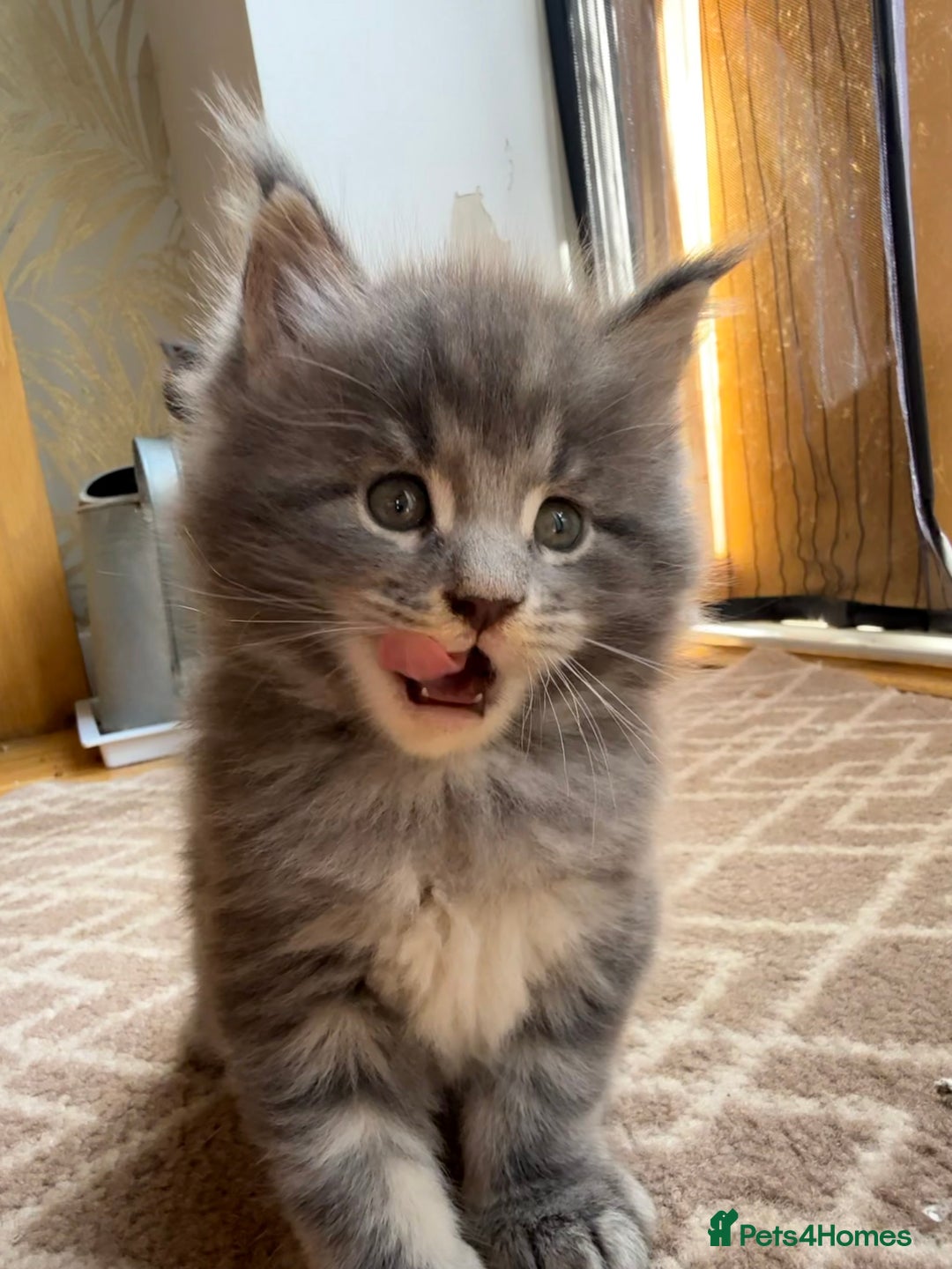 Maine Coon cats for sale: Maine Coon Kittens for sale - Image 25