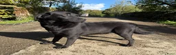 Labrador Retriever dogs for sale: Adult - KC Registered Labrador Retriever Female  - Advert 5