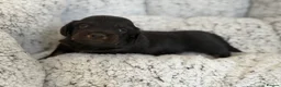 Miniature Dachshund dogs for sale: KC short haired and long haired puppies  - Advert 21
