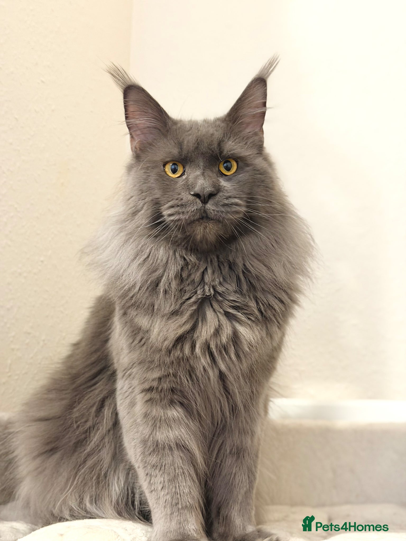 Maine Coon cats Friendly, Gentle, Affectionate & Fluffy Blue Smoke - Advert 7