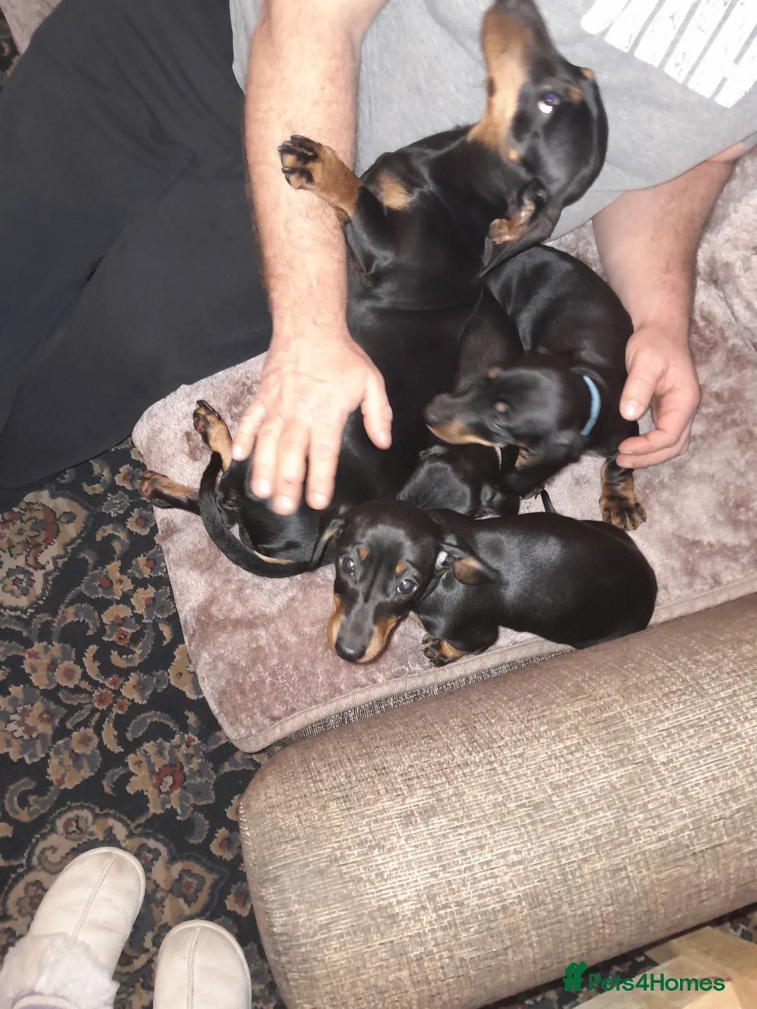 Dachshund dogs for sale: Adorable dachshund puppies - Advert 6