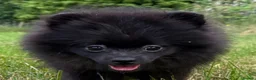 Pomeranian dogs for sale: Beautiful black Pomeranian 6 months old female - Advert 2