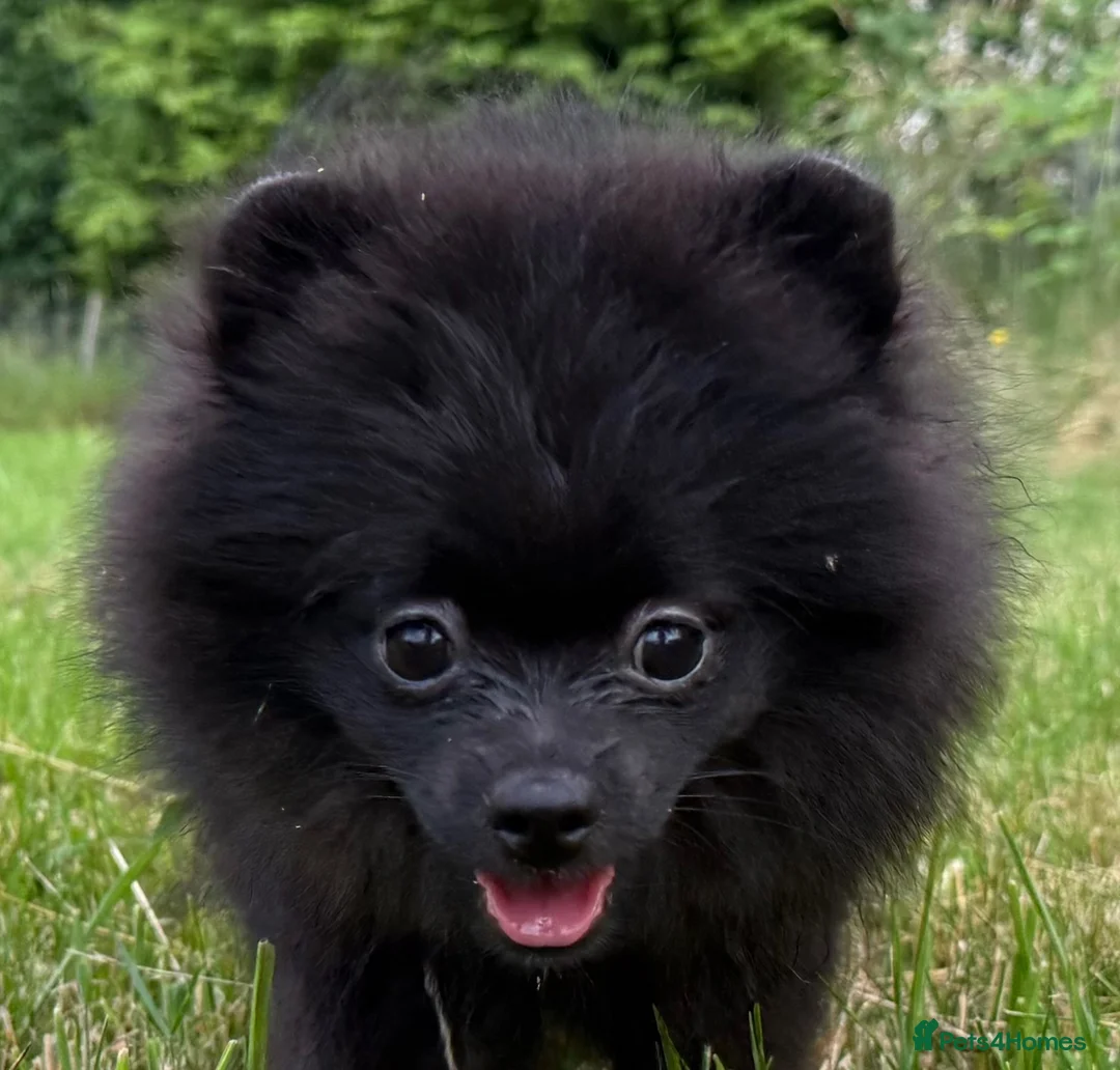 Pomeranian dogs for sale: Beautiful black Pomeranian 6 months old female - Advert 2