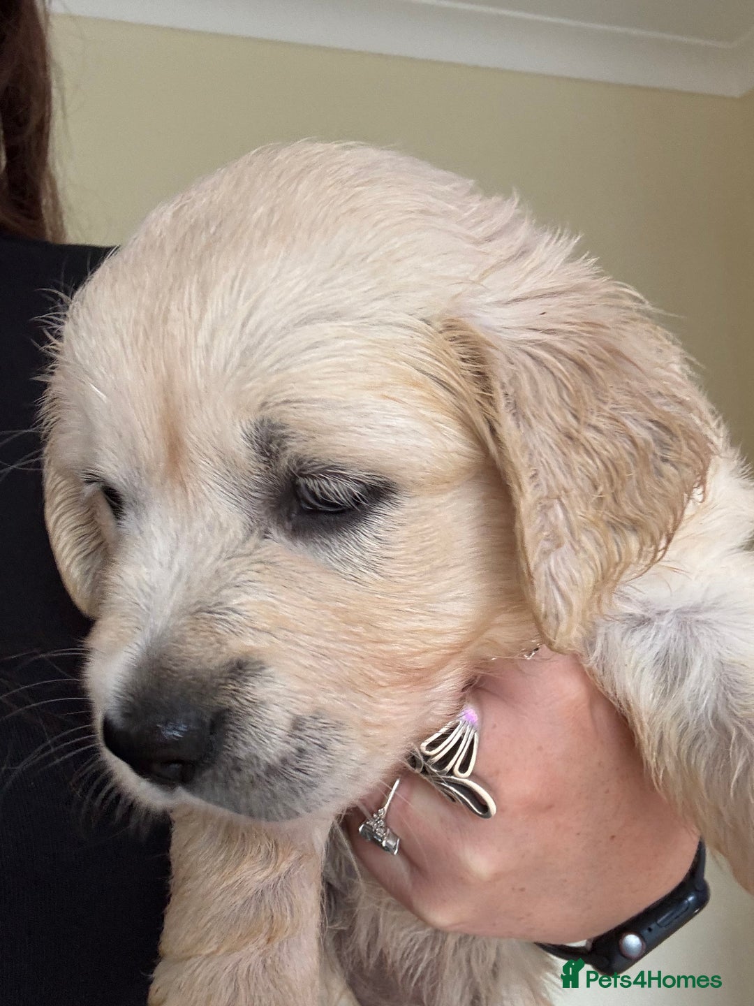 Golden Retriever dogs for sale: Two female Golden Retriever puppies left - Image 5