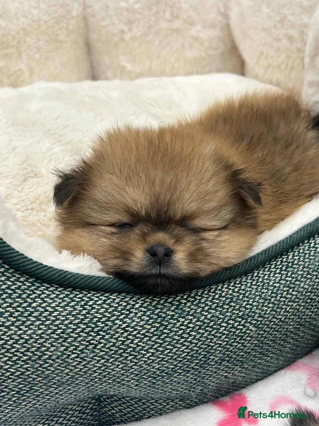 Pomeranian dogs for sale: 5 gorgeous Pomeranian puppies - Advert 5