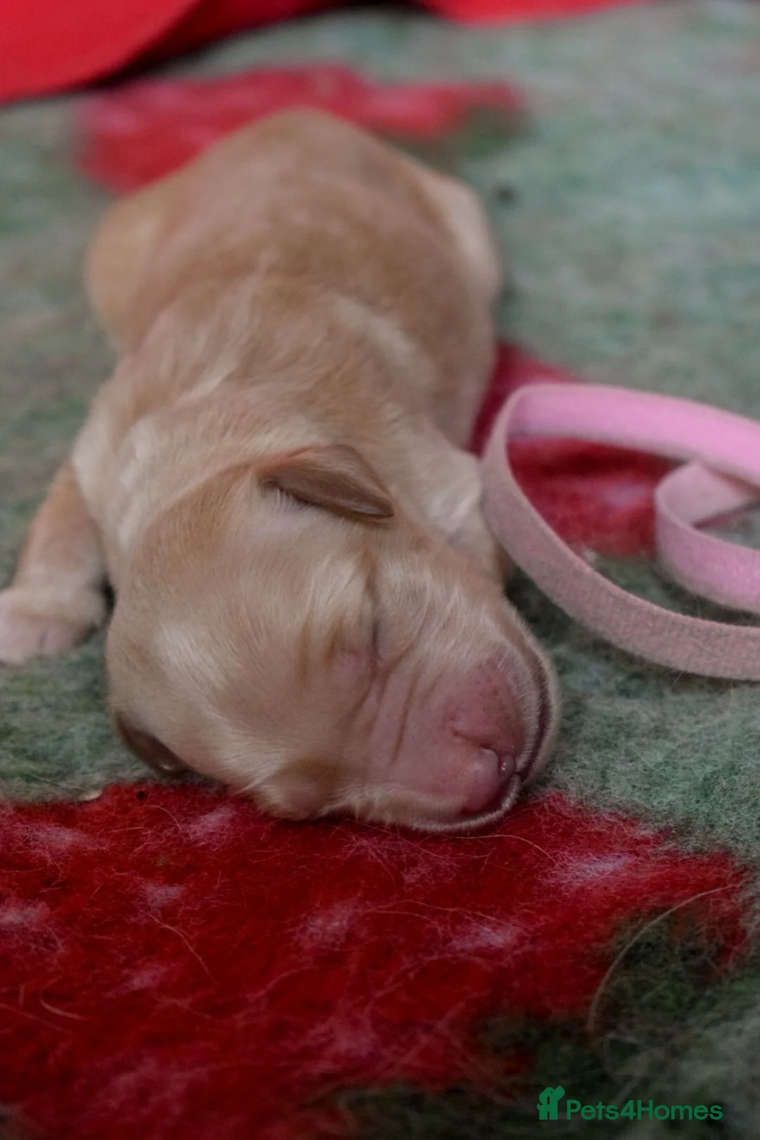 Golden Retriever dogs for sale: Working Golden Retriever Puppies - Advert 23