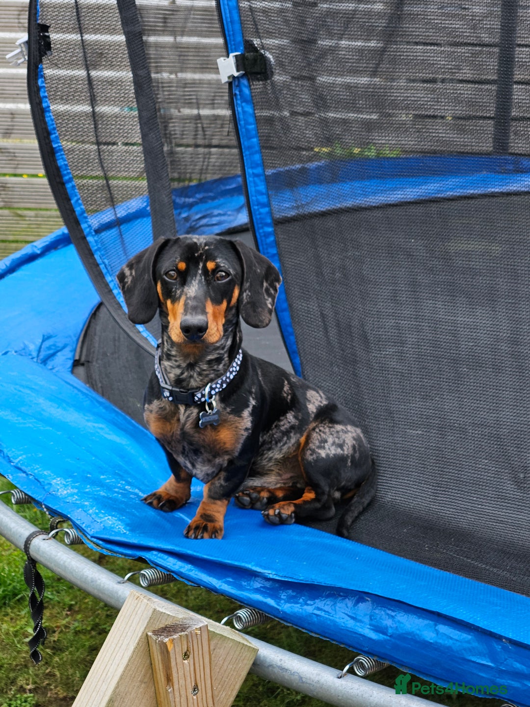 Miniature Dachshund dogs for sale: *URGENT REHOME* Minature Dachsund Male 11 Months - Image 2