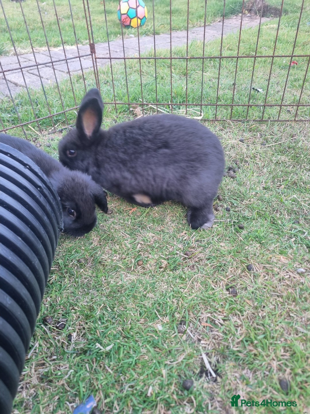 Mixed Breed rabbits for sale: Mini lop cross babies  - Image 4