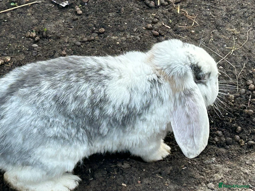 French Lop rabbits for sale: Breeding pair - Advert 4