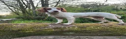 Cocker Spaniel dogs for stud: Red and white cocker spaniel stud in Keighley - Advert 4