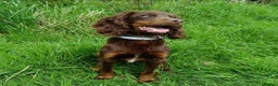 Cocker Spaniel dogs for stud: Kc registered proven stud  in Bristol - Advert 10