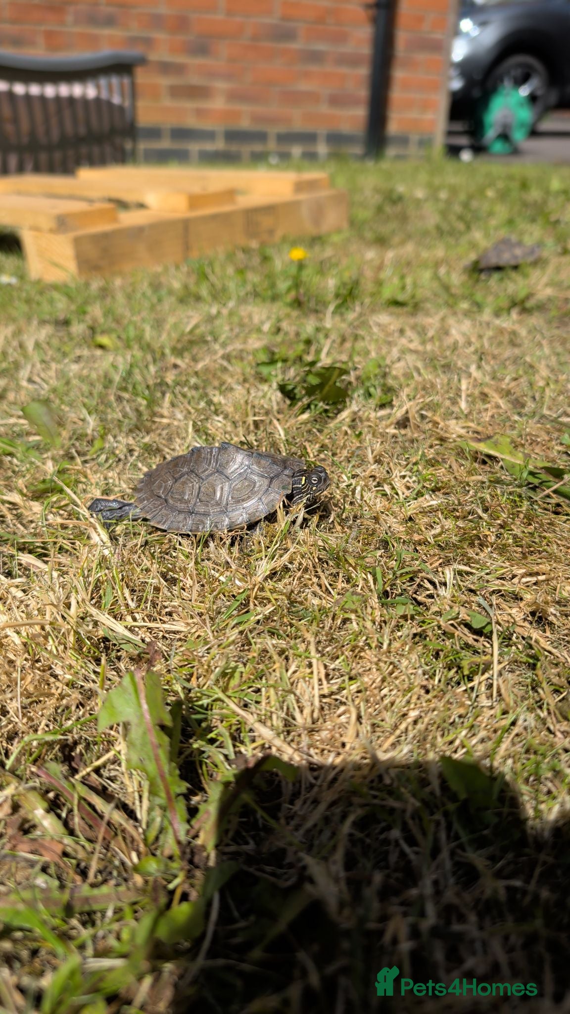 Turtle reptiles 2 Mississippi map turtles  - Advert 2