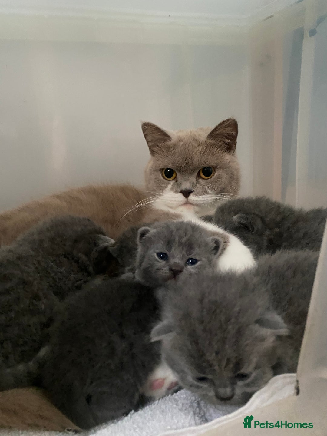 British Shorthair cats for sale: GCCF Registered British Shorthair kittens  - Advert 25