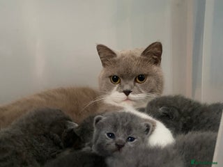 British Shorthair cats GCCF Registered British Shorthair kittens - Advert 1
