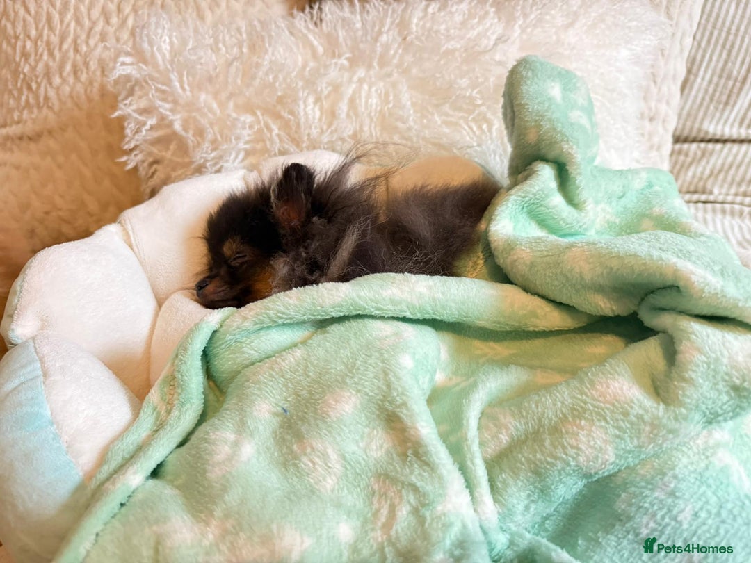 Pomeranian dogs for sale: Pomeranian - Advert 2