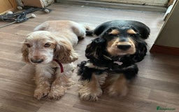 Cocker Spaniel dogs for sale: Lovely Luna is looking for a new home  - Advert 6
