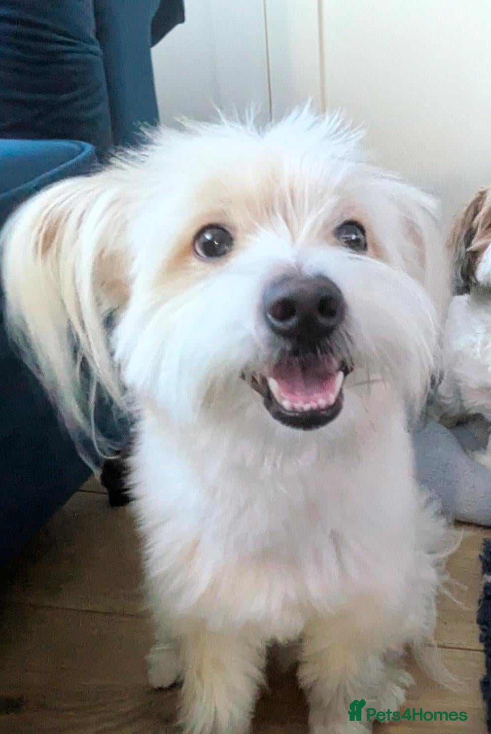 Mixed Breed dogs Beautiful Pom Mix needing loving home  - Advert 1