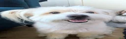 Mixed Breed dogs for sale: Beautiful Pom Mix needing loving home  - Advert 1