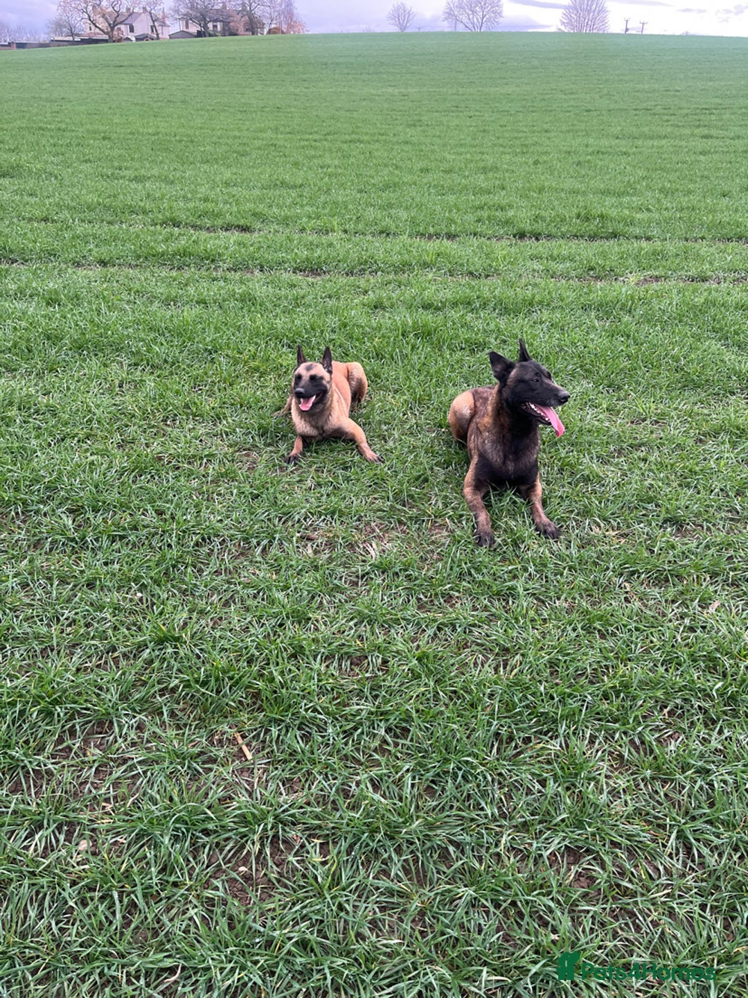 Belgian Shepherd Dog dogs for sale: 10 gorgeous Belgian Malinois pups - Advert 21