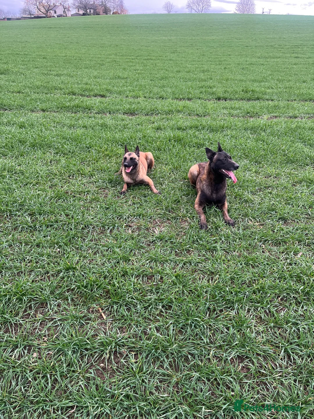 Belgian Shepherd Dog dogs for sale: Gorgeous Belgian Malinois Puppies - Advert 2