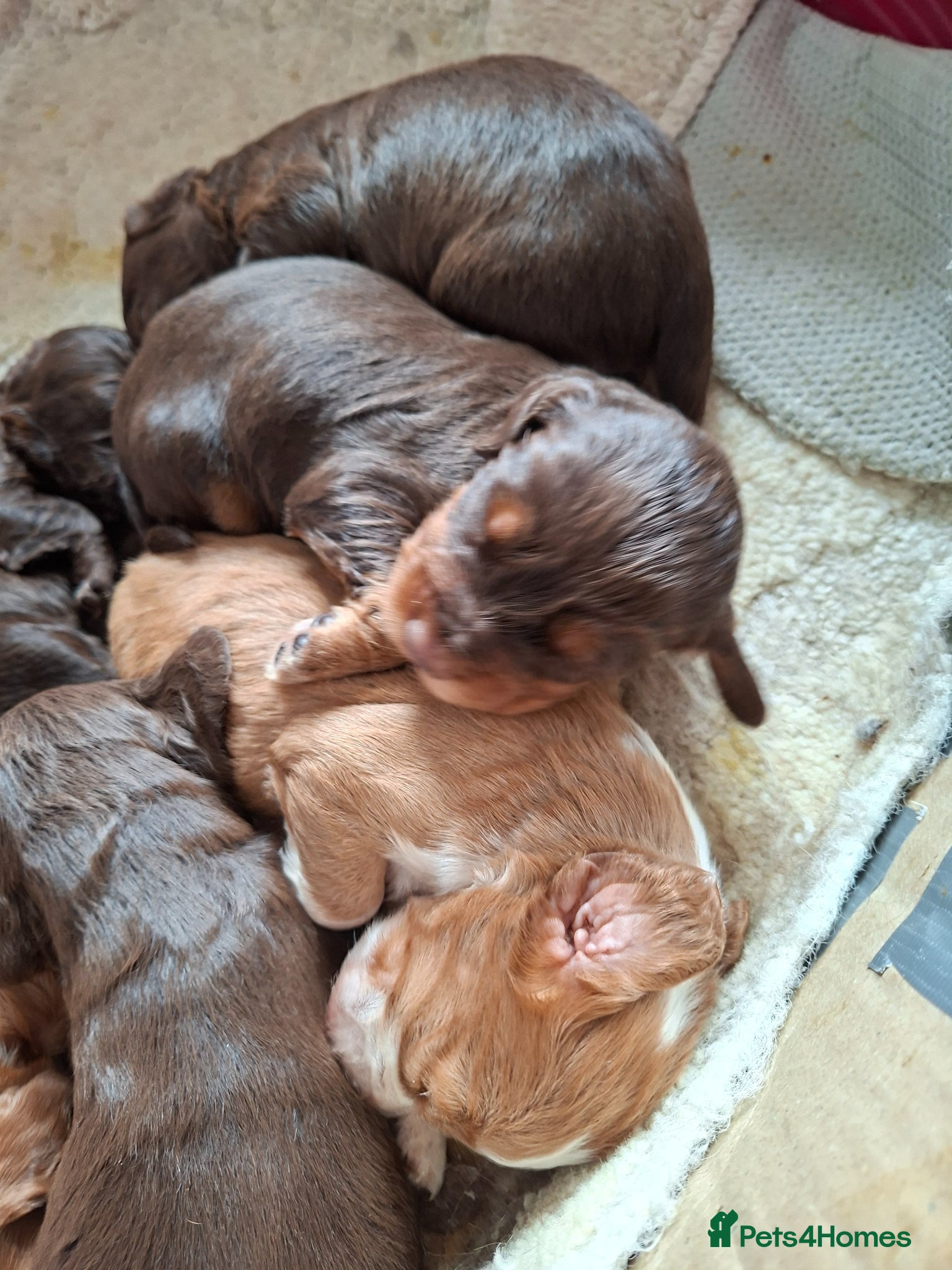 Cocker Spaniel dogs for sale: Cocker spaniel puppies  - Advert 4