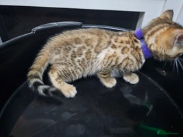 Bengal cats - Advert 2