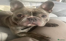 French Bulldog dogs for sale: Male French bulldog  - Image 2