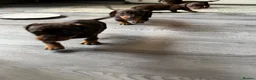 Miniature Dachshund dogs for sale: 🌟🌟Beautiful tan/fawn miniature dachshund🌟 🌟 - Advert 5