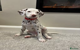 Dalmatian dogs for sale: 1 DALMATIAN LEFT READY NOW - Image 11