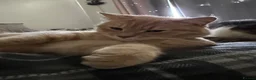 Mixed Breed cats for sale:  Rehoming  - Advert 14