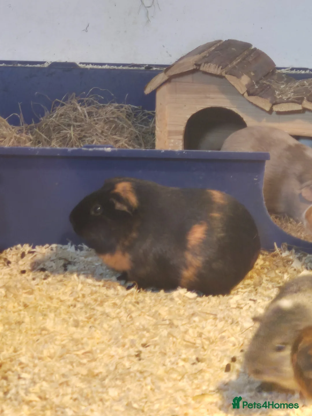 Guinea Pig rodents for sale: Sows for sale can deliver  - Advert 2