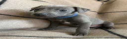 Whippet dogs for sale: Exceptional Puppies from health tested parents - Advert 17