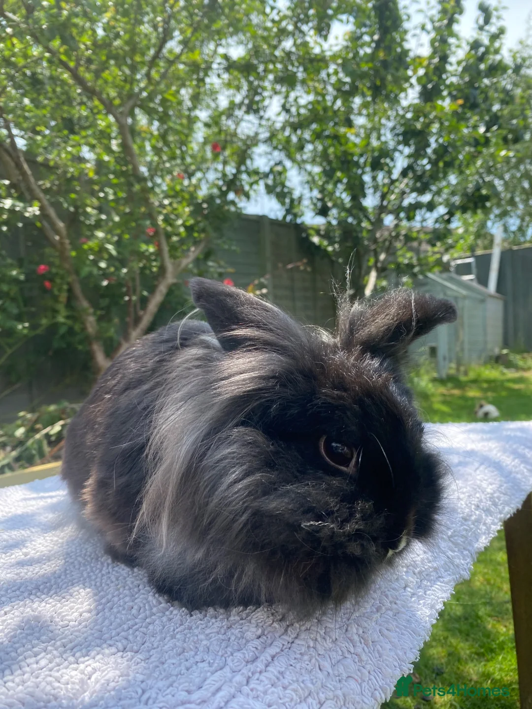 Mini Lion Lop rabbits for sale: Super tame mini lion lop  - Advert 11