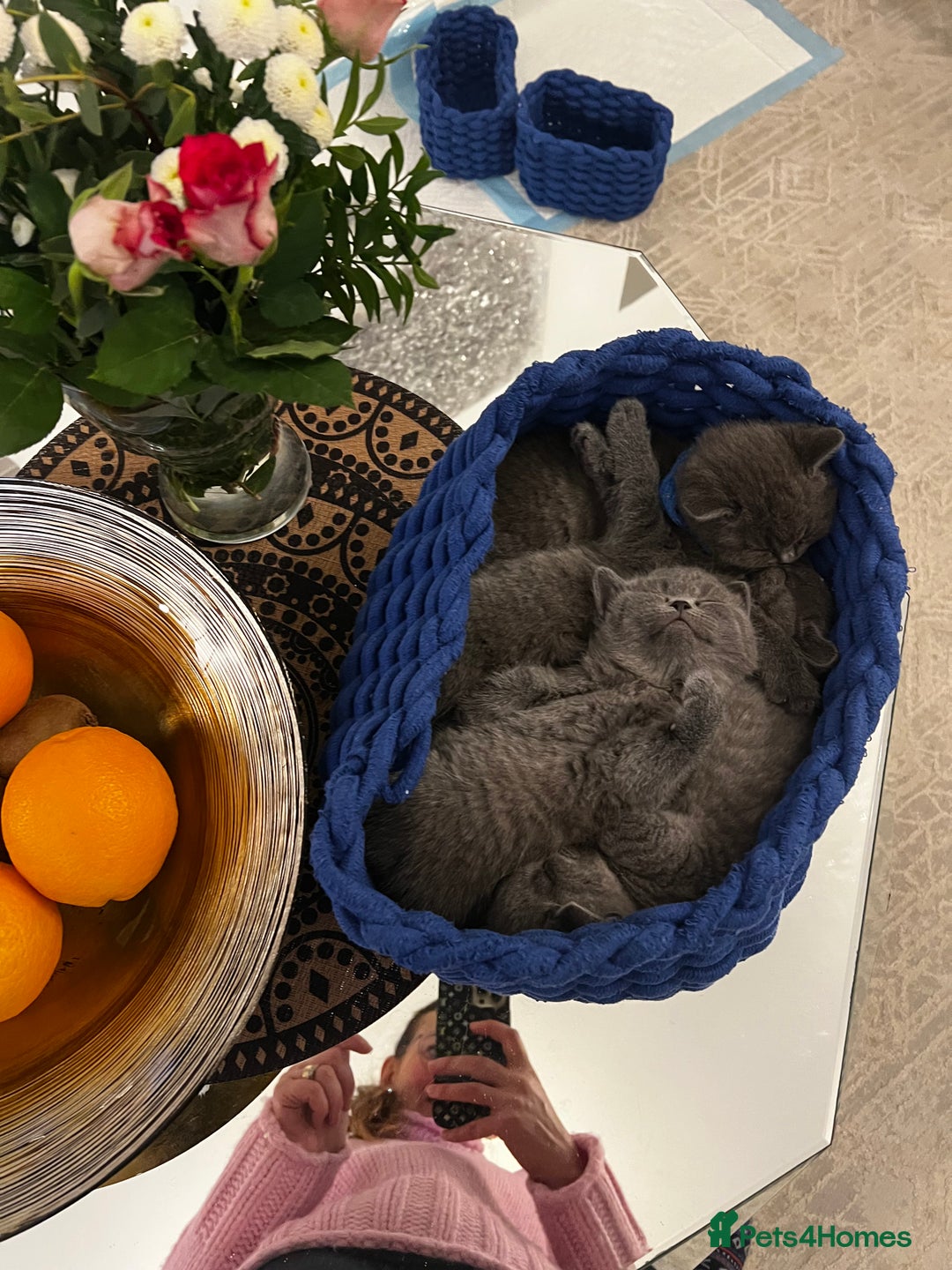 British Shorthair cats for sale: Beautiful British Shorthair Kittens Home Raised  - Advert 2