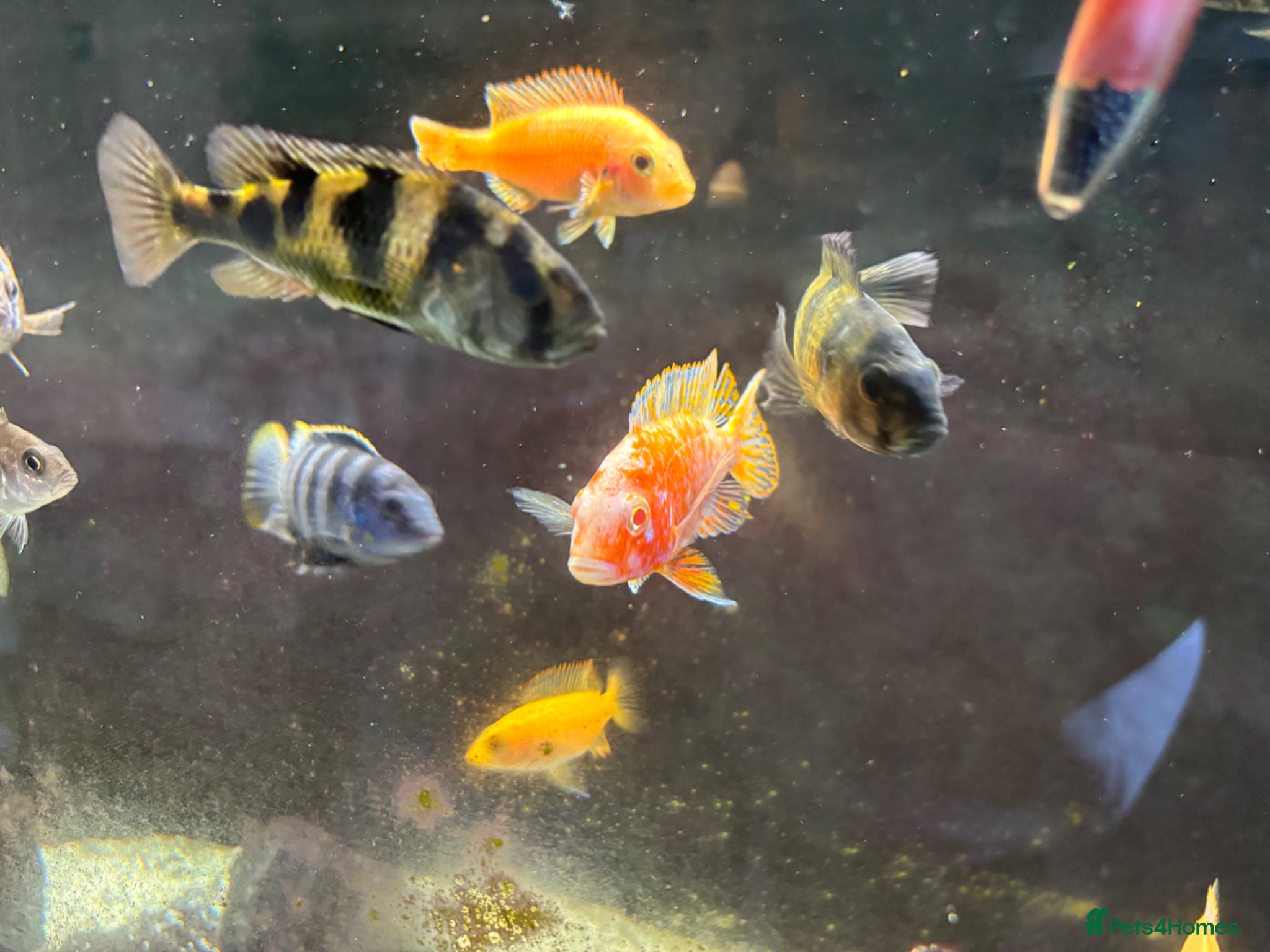 Cichlids fish Fish  - Advert 1