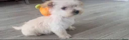 Westiepoo dogs for sale:  Gorgeous 10-Week-Old Westiepoo Boy  - Advert 11